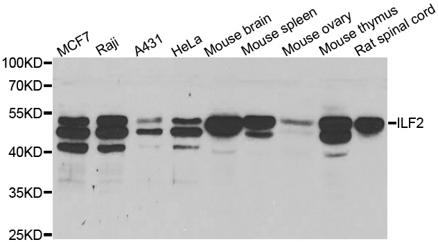 Anti-ILF2 Antibody