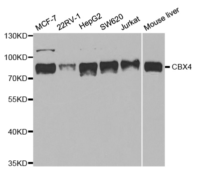 Anti-CBX4 Antibody