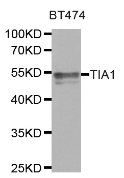 Anti-TIA1 Antibody