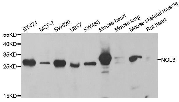 Anti-NOL3 Antibody