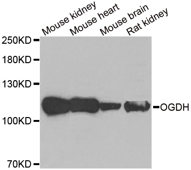 Anti-OGDH Antibody