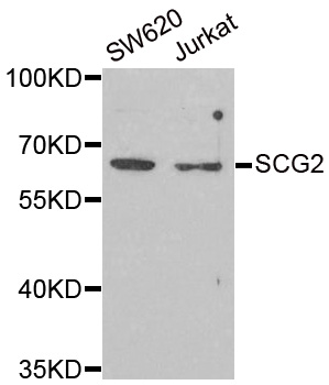 Anti-SCG2 Antibody