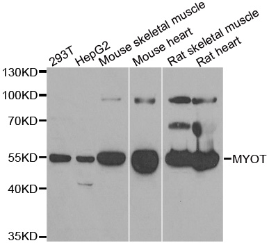 Anti-MYOT Antibody