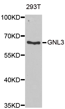 Anti-GNL3 Antibody