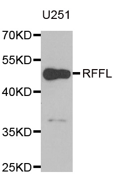 Anti-RFFL Antibody
