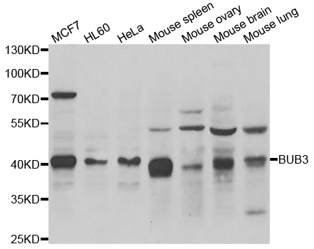 Anti-BUB3 Antibody