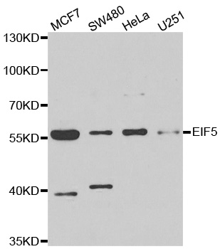 Anti-EIF5 Antibody