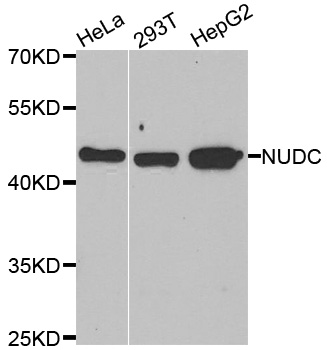 Anti-NUDC Antibody