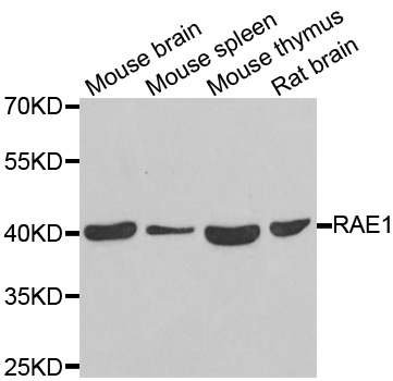 Anti-RAE1 Antibody