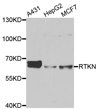 Anti-RTKN Antibody
