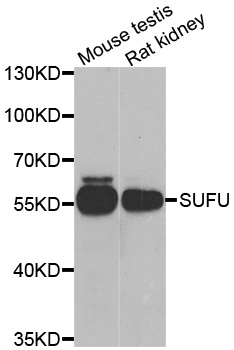 Anti-SUFU Antibody