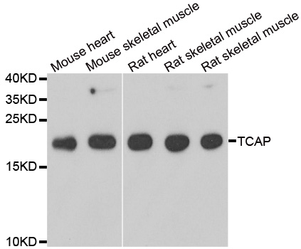 Anti-TCAP Antibody