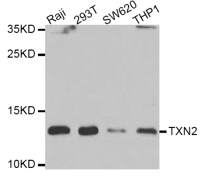 Anti-TXN2 Antibody