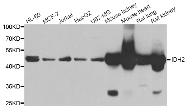 Anti-IDH2 Antibody