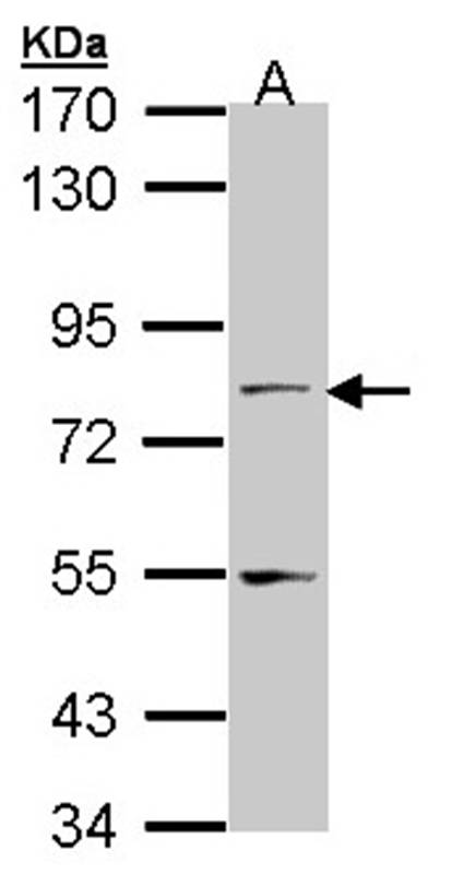 Anti-TAP Antibody