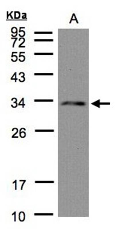 Anti-DC8 Antibody