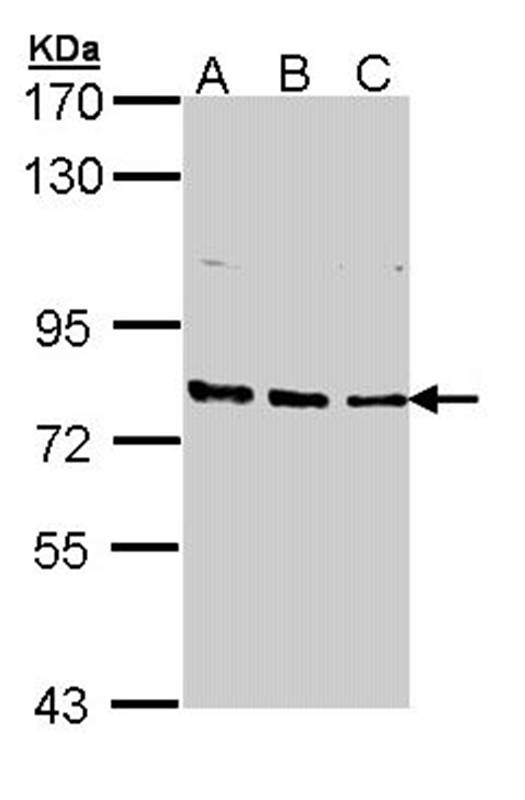 Anti-XPB Antibody