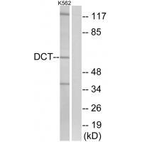 Anti-DCT Antibody