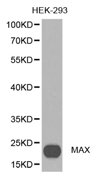 Anti-MAX Antibody