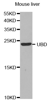 Anti-UBD Antibody