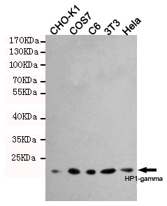 Anti-HP1-gamma Antibody Anti-HP1-gamma Antibody