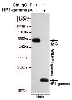 Anti-HP1-gamma Antibody Anti-HP1-gamma Antibody
