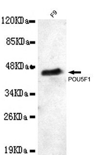 Anti-POU5F1 Antibody