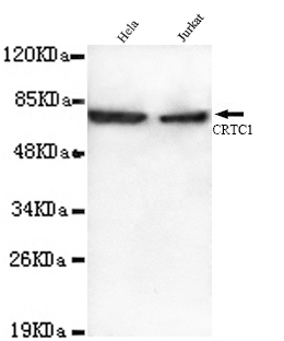 Anti-CRTC1 Antibody