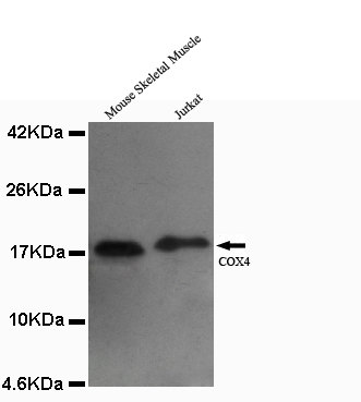 Anti-COX4 (isoform1) Antibody