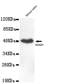 Anti-SMAD5 (C-term) Antibody
