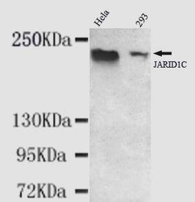 Anti-JARID1C Antibody