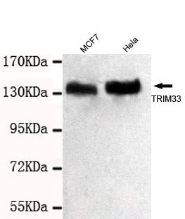 Anti-TRIM33 Antibody