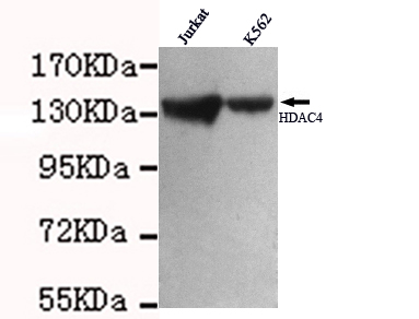 Anti-HDAC4 Antibody