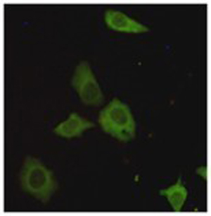 Anti-TORC1 Antibody