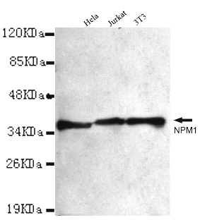 Anti-NPM1 Antibody