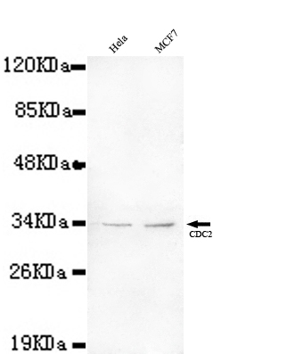 Anti-CDC2 Antibody