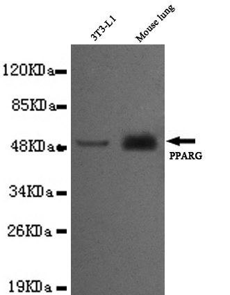 Anti-PPAR gamma (C-term) Antibody