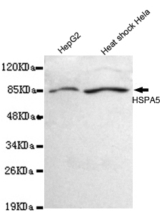 Anti-BiP / GRP78 (C-term) Antibody