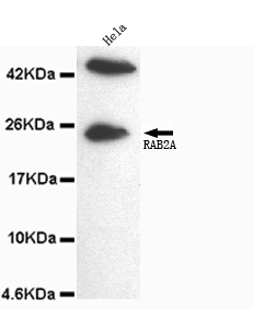 Anti-Rab2A (C-term) Antibody