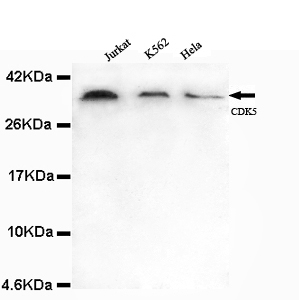 Anti-CDK5 (N-term) Antibody
