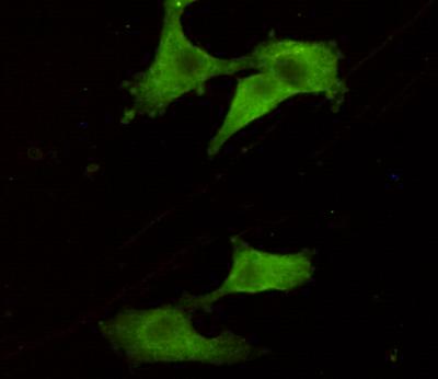 Anti-UCHL1 / PGP9.5 Antibody