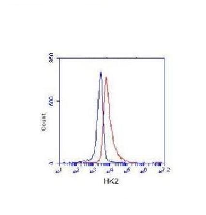 Anti-Hexokinase-2 ( N-term) Antibody Anti-Hexokinase-2 ( N-term) Antibody