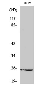 Anti-Connexin 25 Antibody