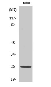 Anti-Connexin-26 Antibody