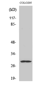 Anti-Peroxin 11beta Antibody