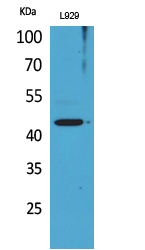 Anti-Siglec-5 / 14 Antibody