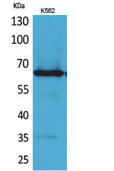 Anti-Frizzled-10 Antibody