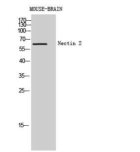 Anti-Nectin 2 Antibody