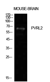 Anti-Nectin 2 Antibody Anti-Nectin 2 Antibody