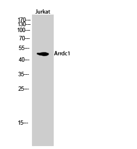 Anti-Arrdc1 Antibody
